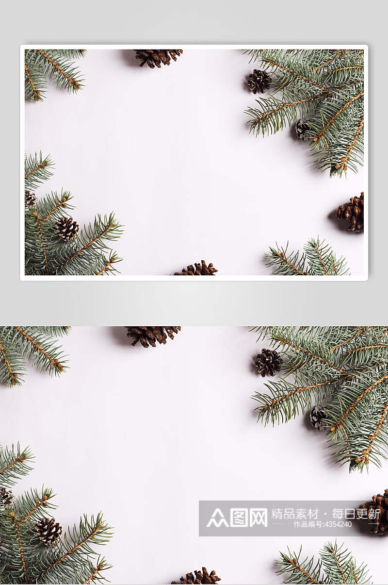 果壳松树杈圣诞节图片素材