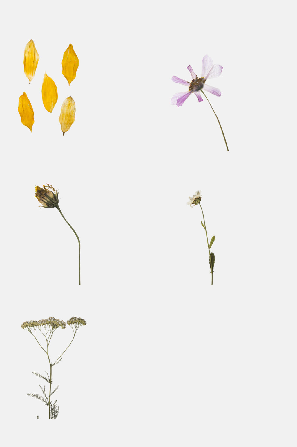 简约花卉压制干花免抠素材素材