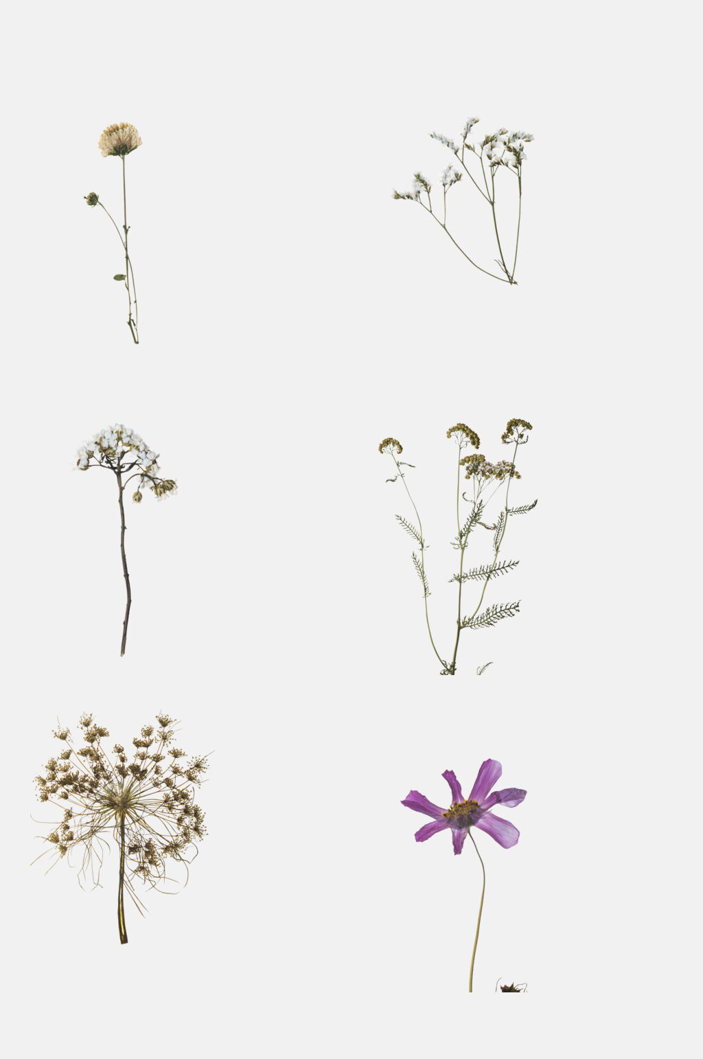清新淡雅压制干花免抠素材素材