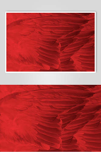 大红色羽毛毛绒材质贴图