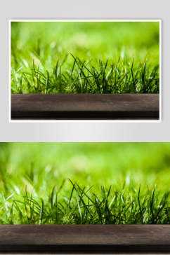 木台木板绿草丛生图片