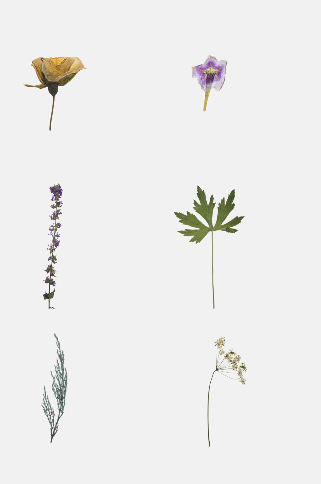 简约压制干花免抠素材素材