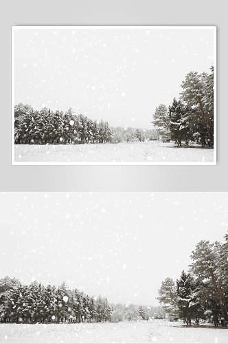 灰白色树林雪花自然雪景风景图片