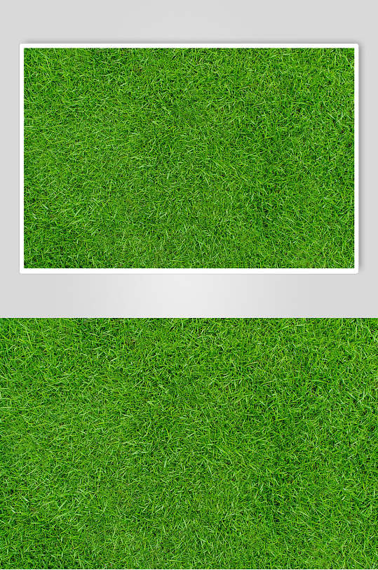 原生态绿植草地植被纹理图片