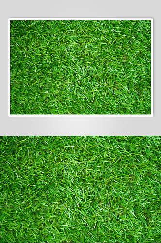 小草绿色草地植被纹理图片