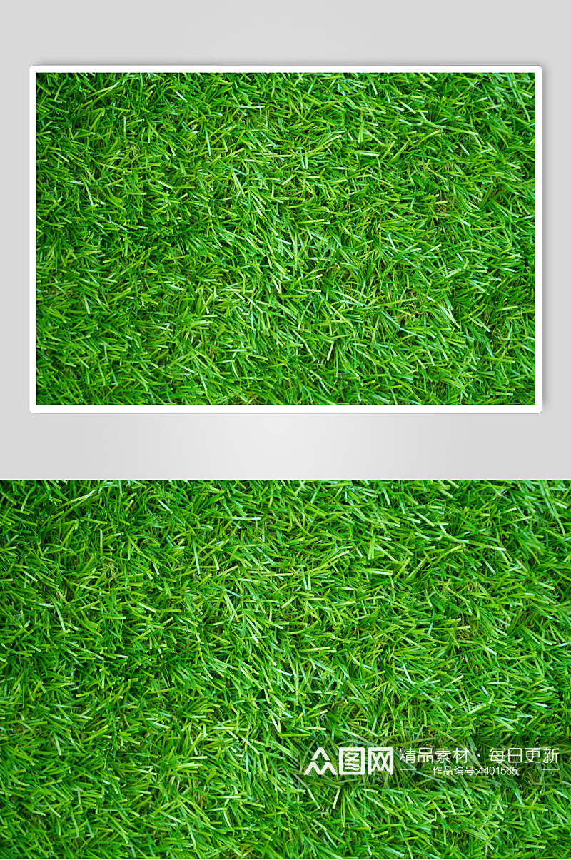 小草绿色草地植被纹理图片素材