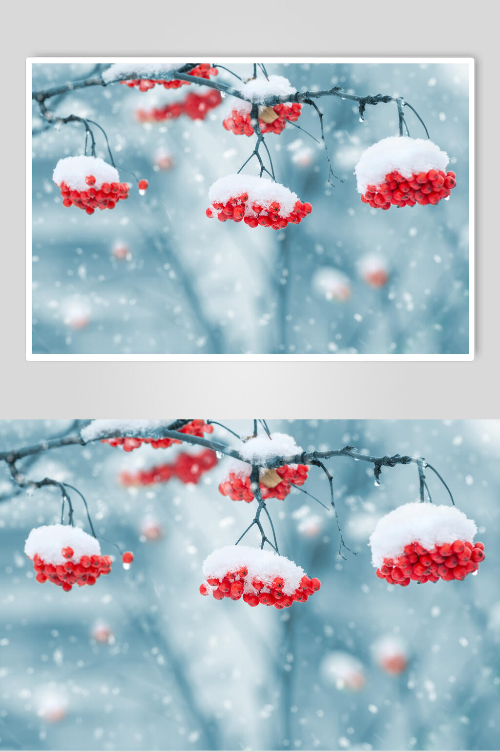 冬季红色果实自然雪景风景图片素材