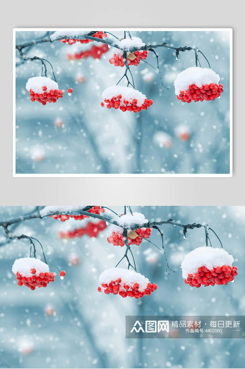 冬季红色果实自然雪景风景图片素材