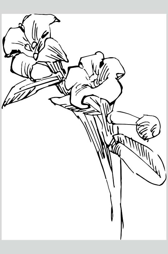 茜草植物手绘线稿矢量素材