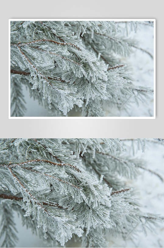 冬季雪松图片-冬季雪松素材下载-众图网