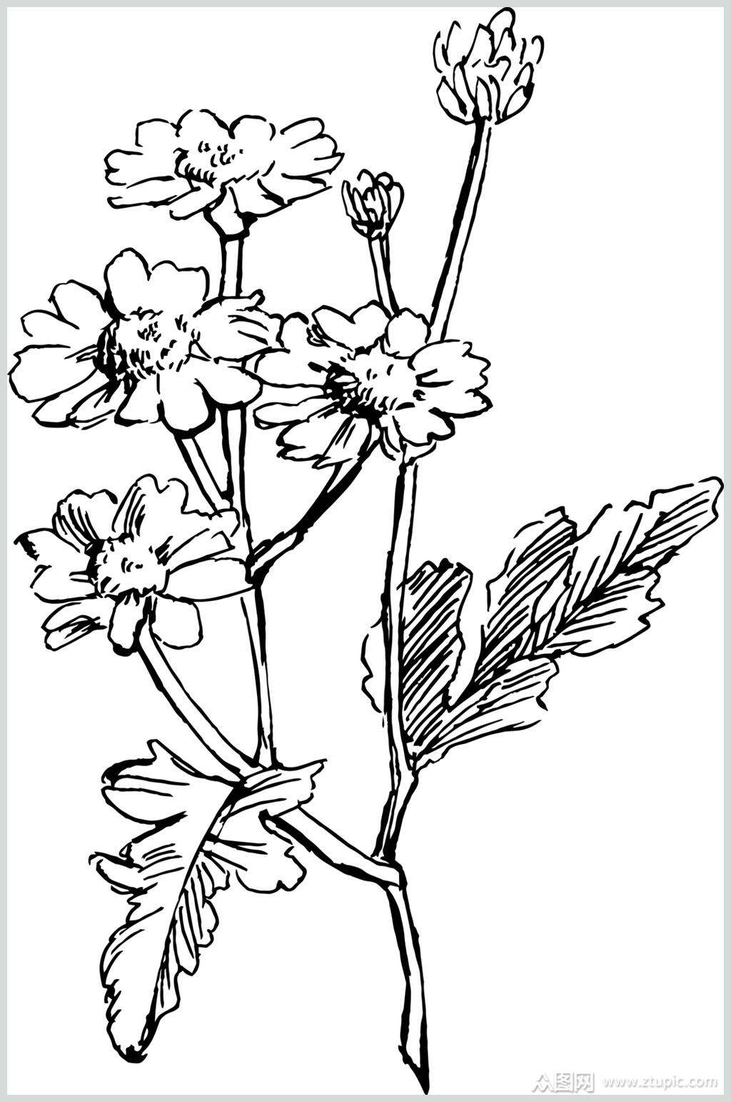 简约黄春菊植物手绘线稿矢量素材素材