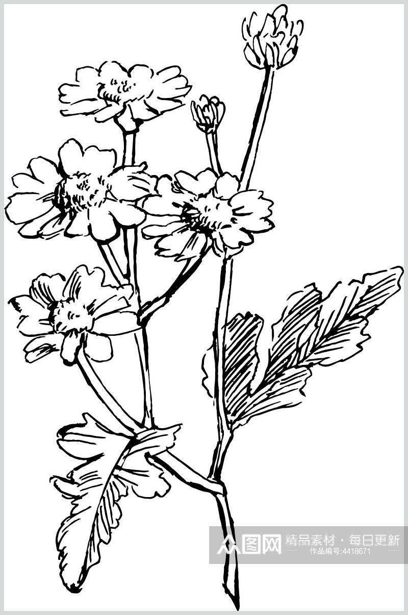简约黄春菊植物手绘线稿矢量素材素材