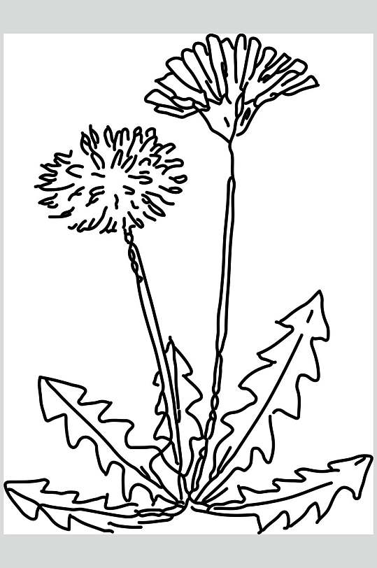 蒲公英植物手绘线稿矢量素材