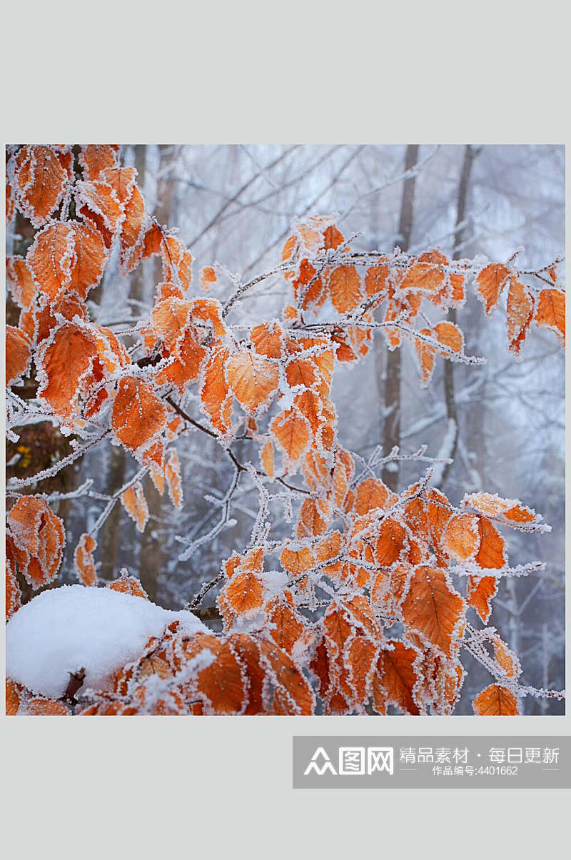 精品自然雪景风景图片素材