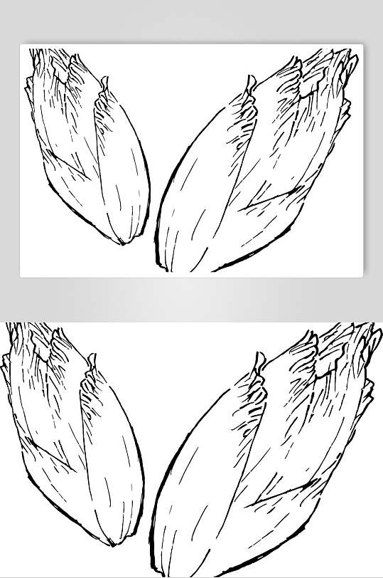 菊苣植物手绘线稿矢量素材