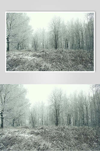 寒冷树林黑白自然雪景风景图片