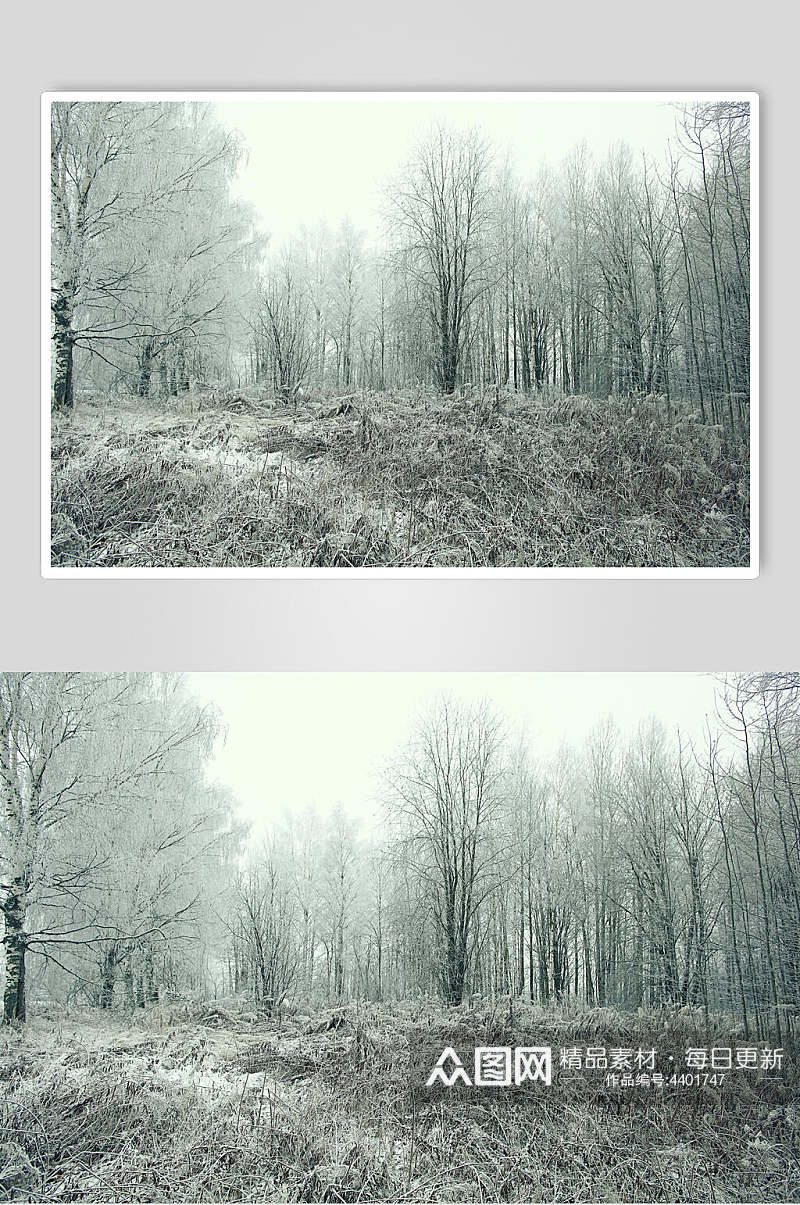 寒冷树林黑白自然雪景风景图片素材