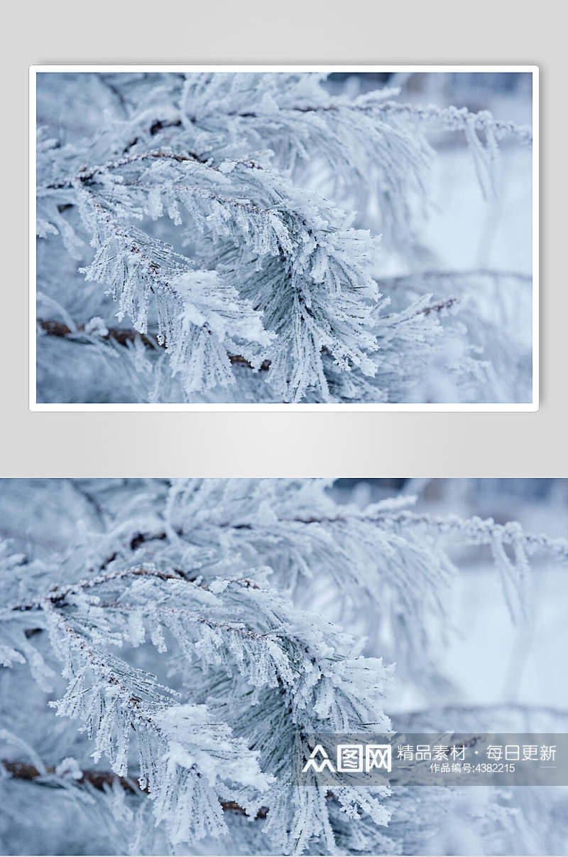 灰白结霜树冬季雪景高清图片素材