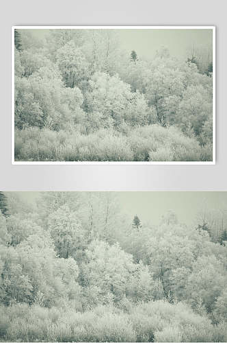 雪花雾凇树枝自然雪景风景图片