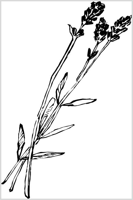 熏衣草植物手绘线稿矢量素材