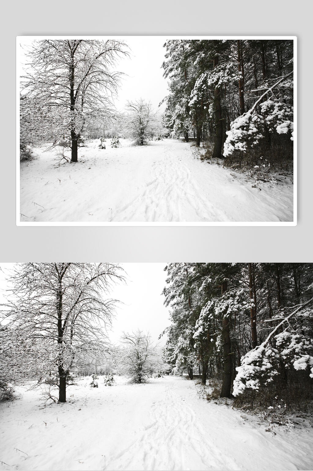 黑白色调森林自然雪景风景图片素材