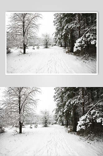 黑白色调森林自然雪景风景图片
