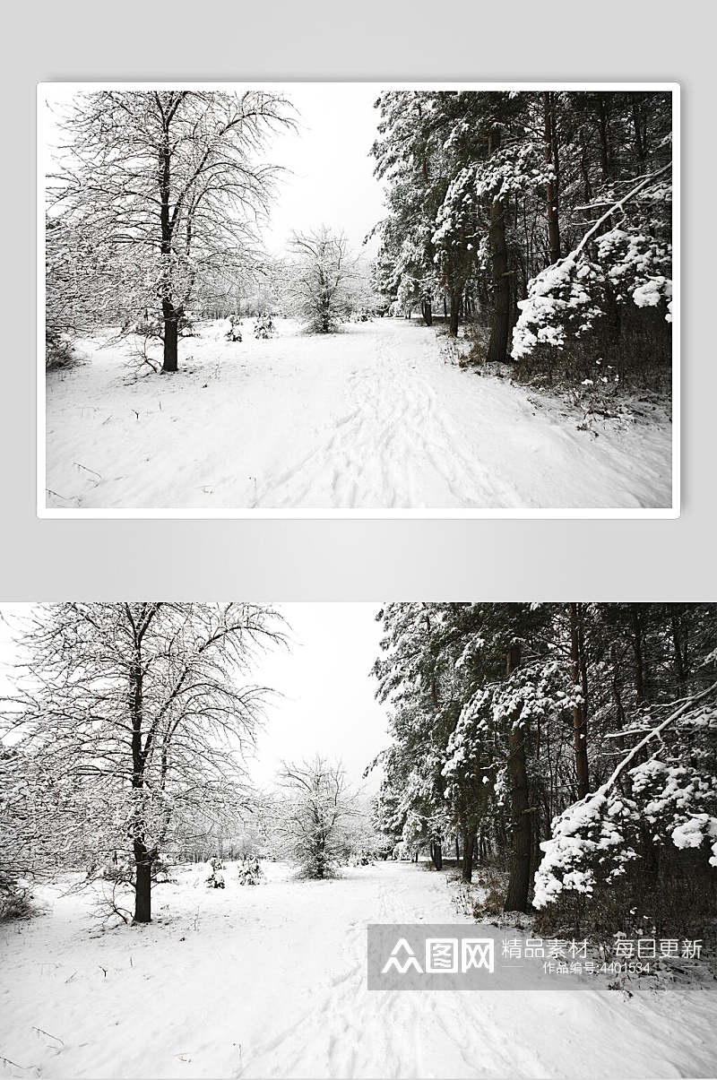 黑白色调森林自然雪景风景图片素材