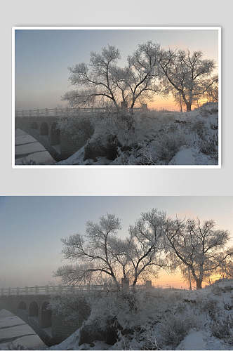 新华树雪花桥雾凇摄影图片