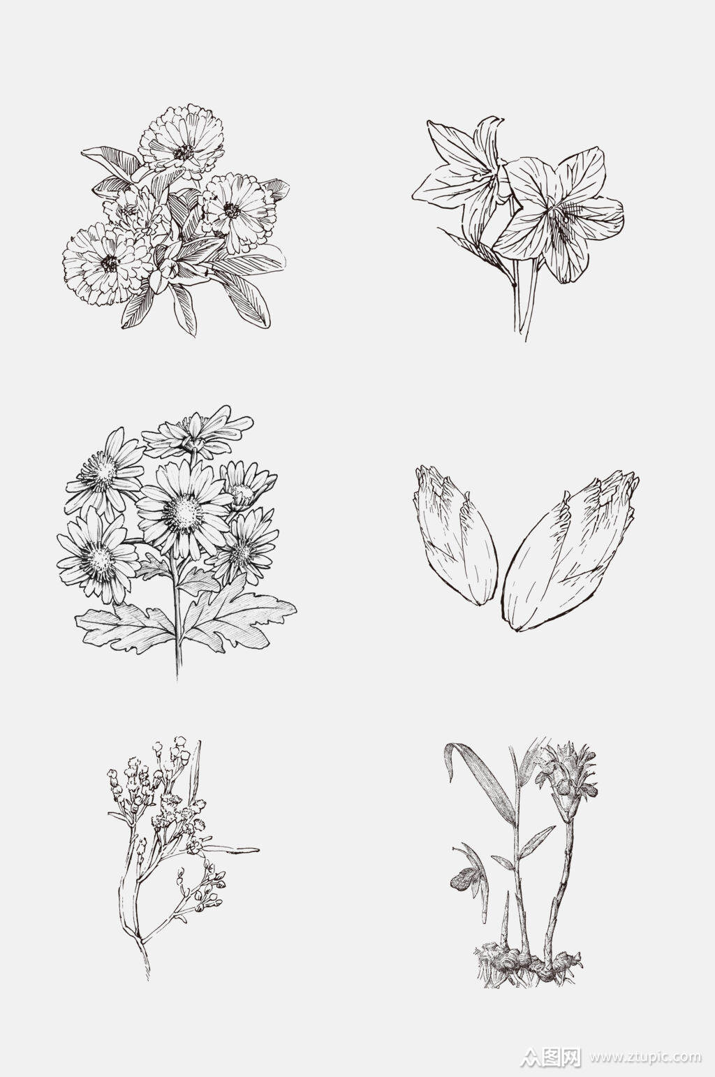 手绘经典植物手绘线稿免抠素材素材