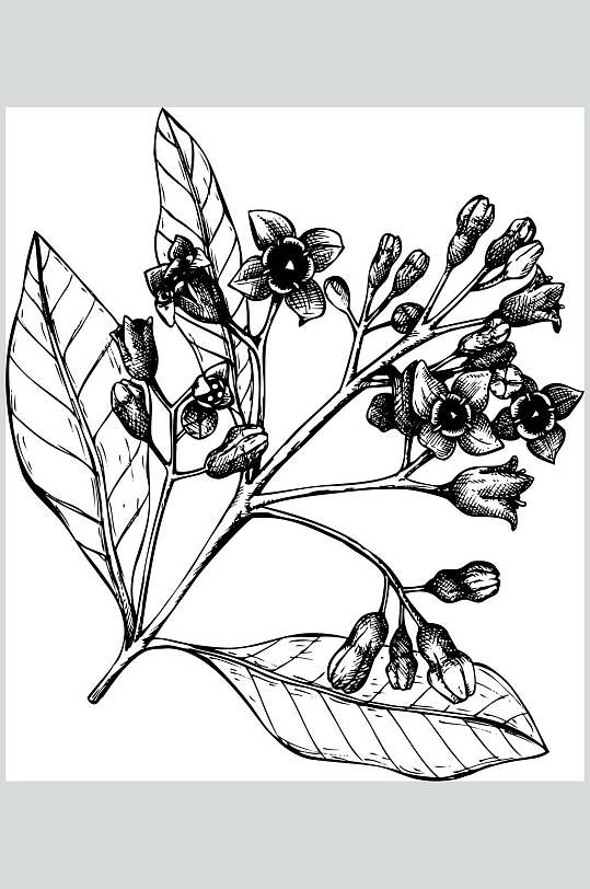 檀香植物手绘线稿矢量素材