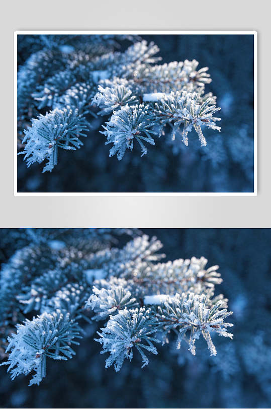 冬季雪松图片-冬季雪松素材下载-众图网