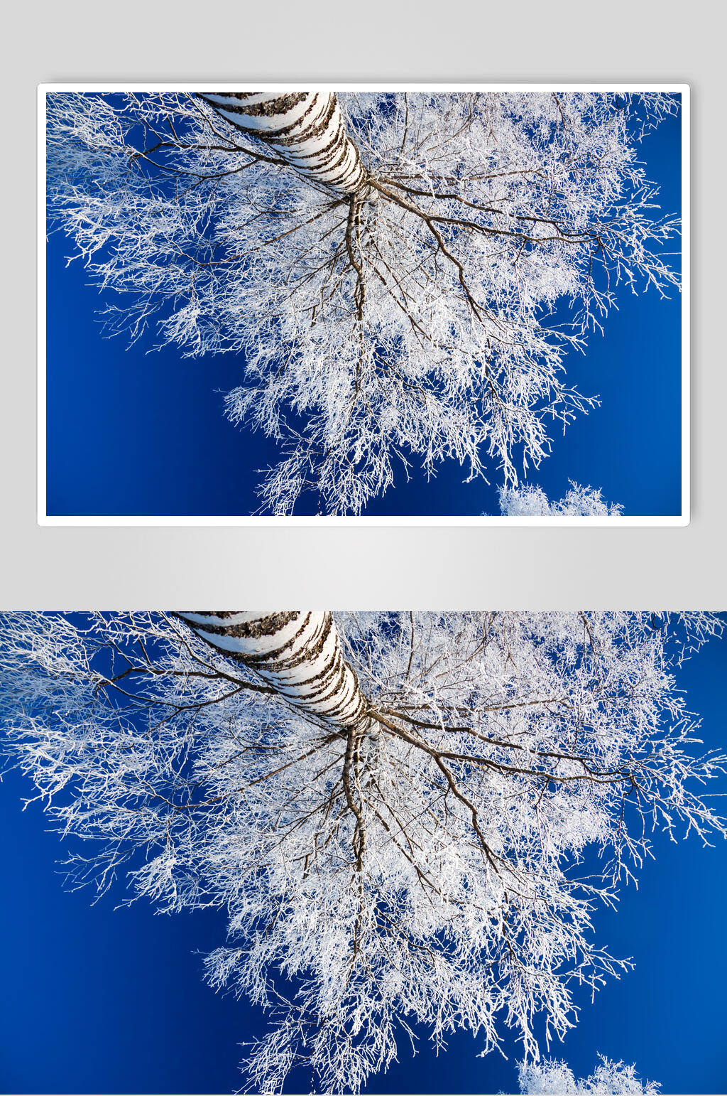 仰视冬季雪景高清图片素材