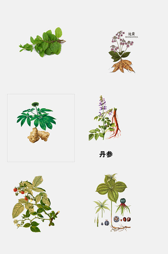 丹参彩绘草本植物免抠素材