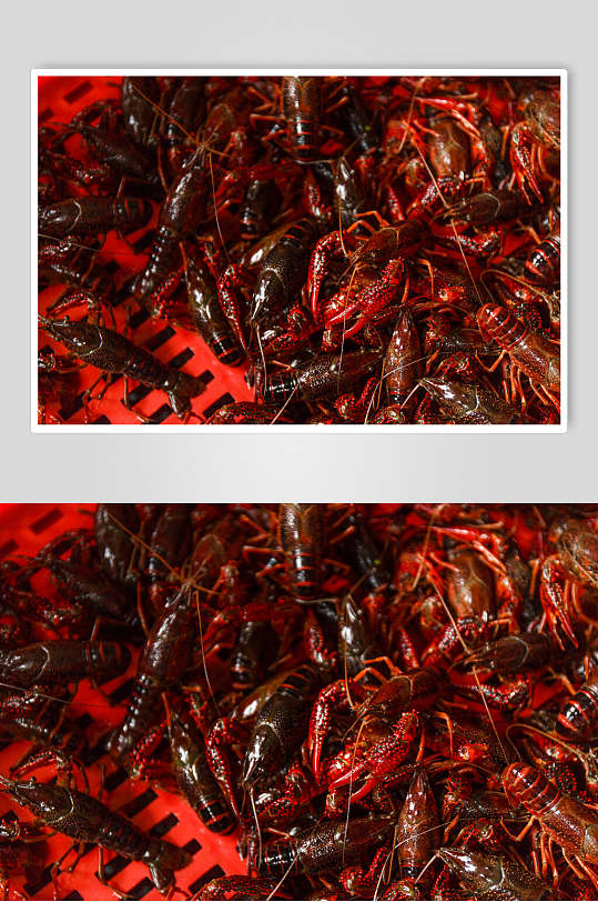 鲜活的红框美味小龙虾图片