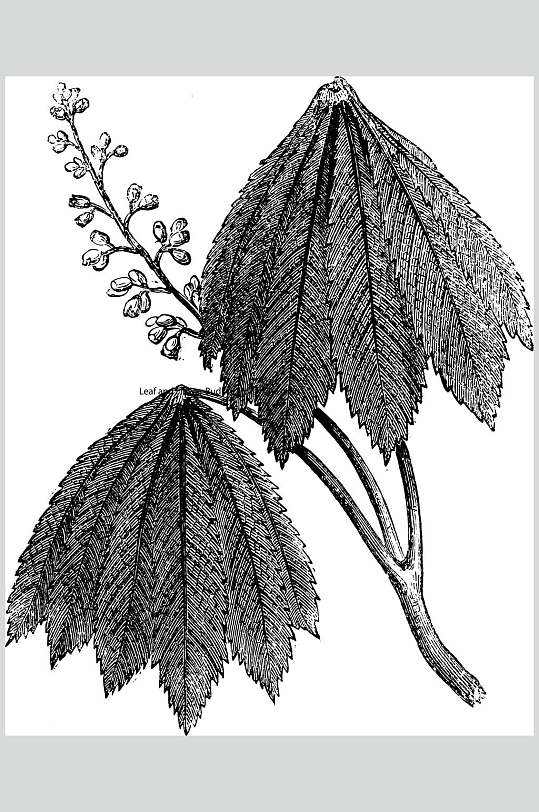 素描画册七叶树植物手绘线稿矢量素材