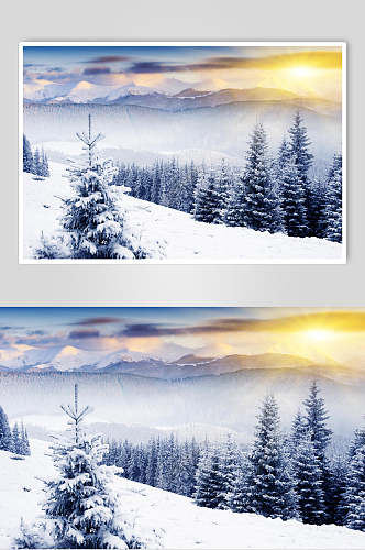 日光照耀树林松树自然雪景风景图片