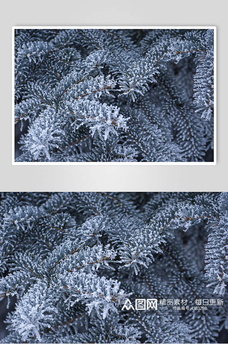 深灰色植物冬季雪景高清图片素材