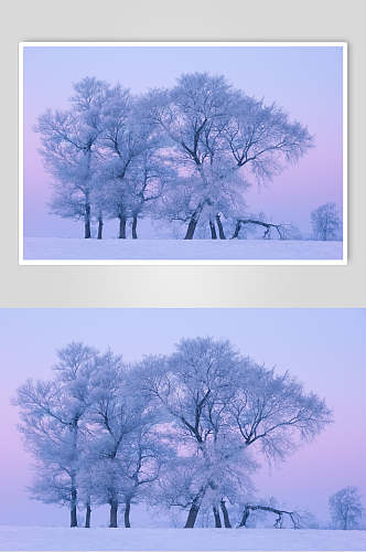 紫色树松花江上清晨的雾凇摄影图片