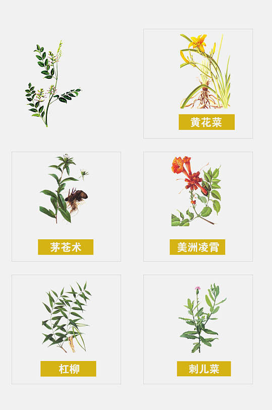 黄花菜彩绘草本植物免抠素材
