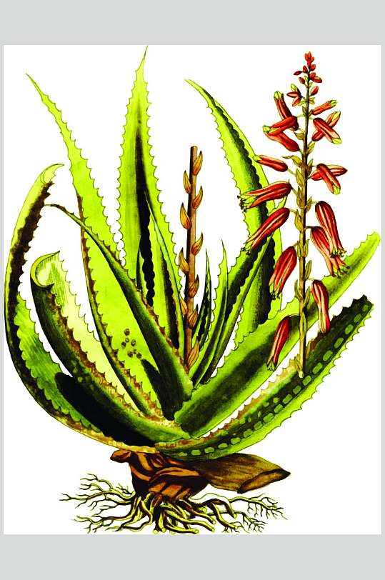 彩色开花芦荟植物手绘线稿矢量素材