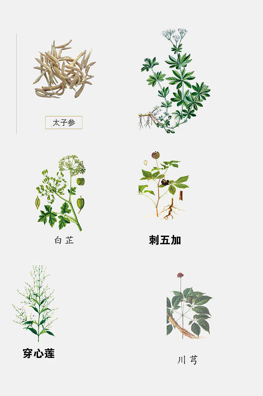 穿心莲彩绘草本植物免抠素材