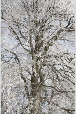 雪树冬季雪景高清图片