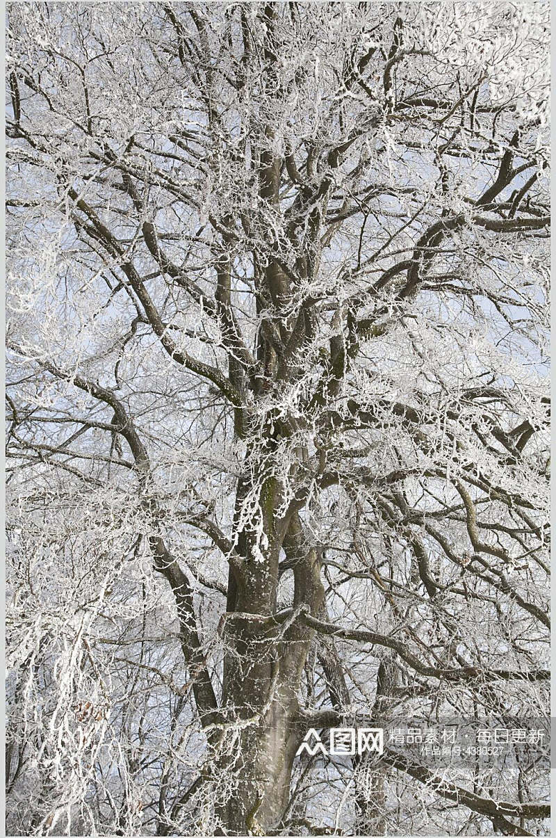 雪树冬季雪景高清图片素材