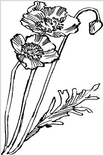 罂粟花植物手绘线稿矢量素材
