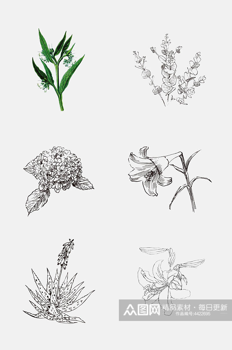 手绘经典植物手绘线稿免抠素材素材