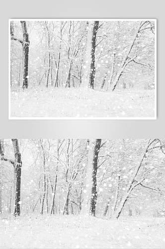 黑白雪花树枝林自然雪景风景图片