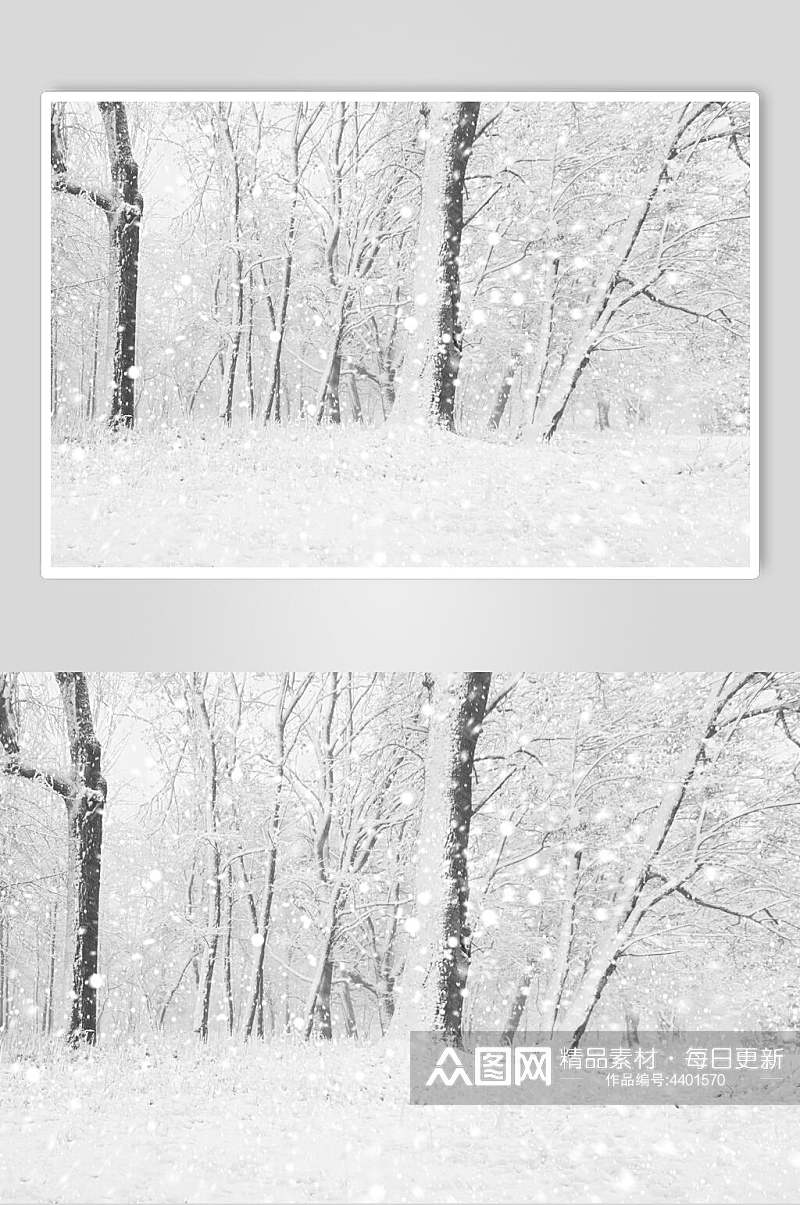 黑白雪花树枝林自然雪景风景图片素材