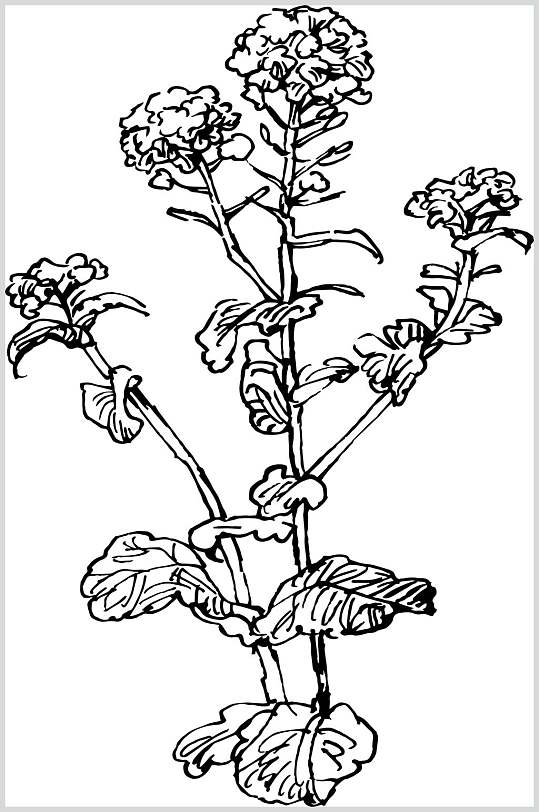 油菜花植物手绘线稿矢量素材