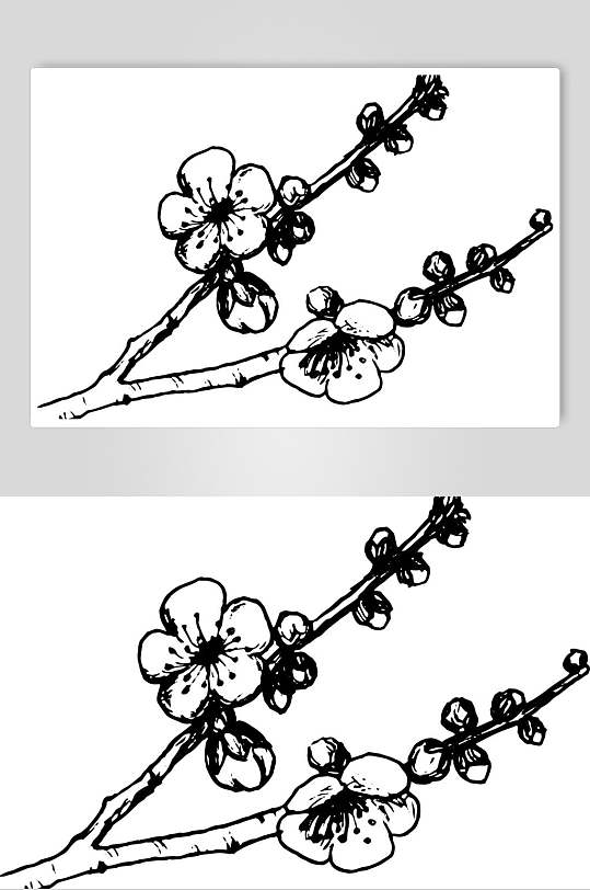 梅花植物手绘线稿矢量素材