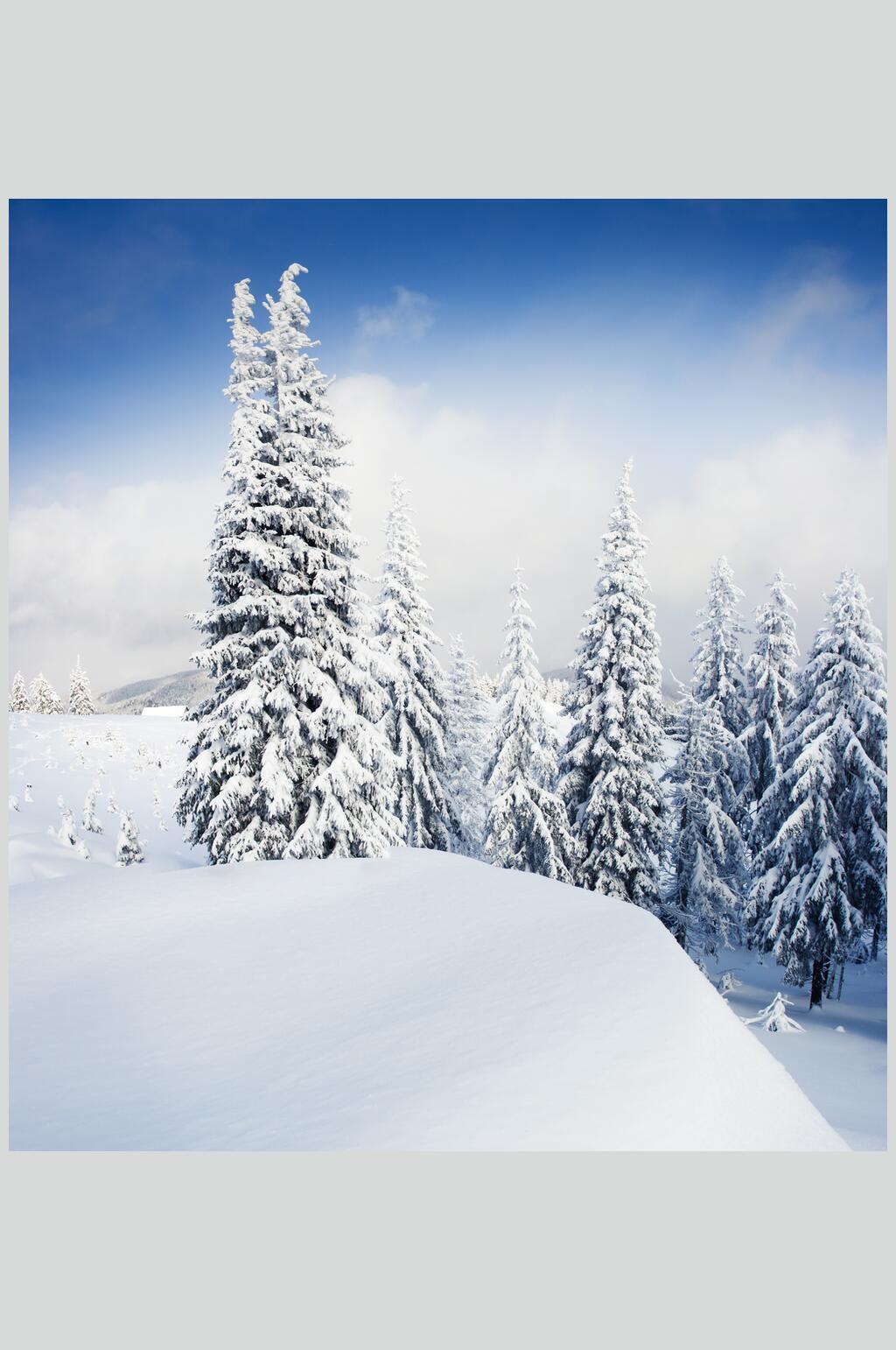 松树雪景图片大全大图图片